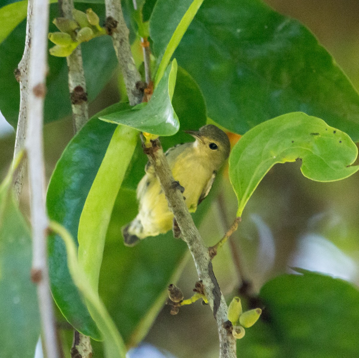 Plain Flowerpecker - Rail Whisperer