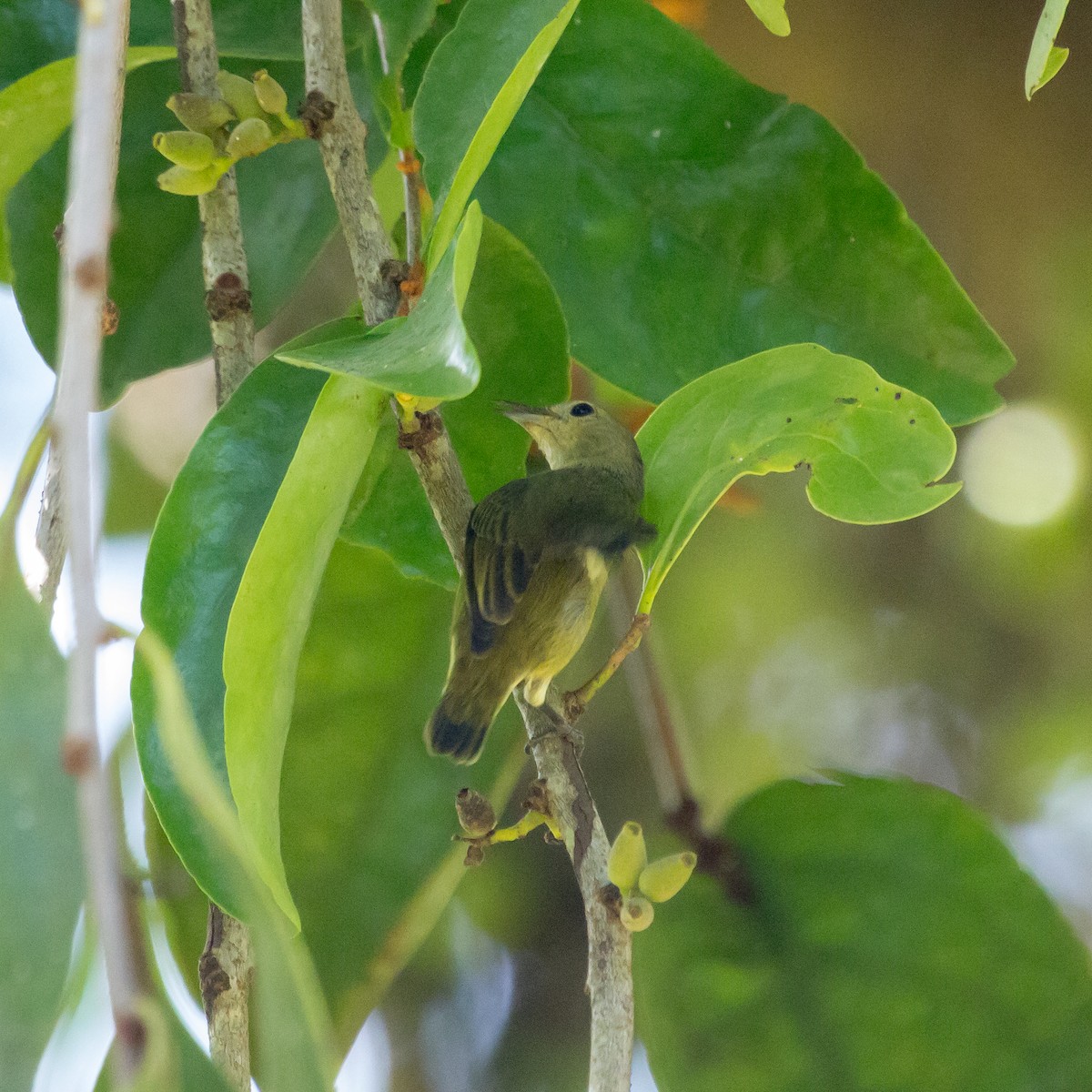 Plain Flowerpecker - ML611303719