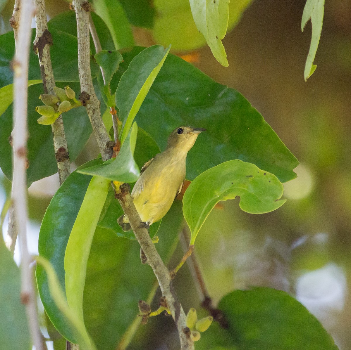 Plain Flowerpecker - ML611303722