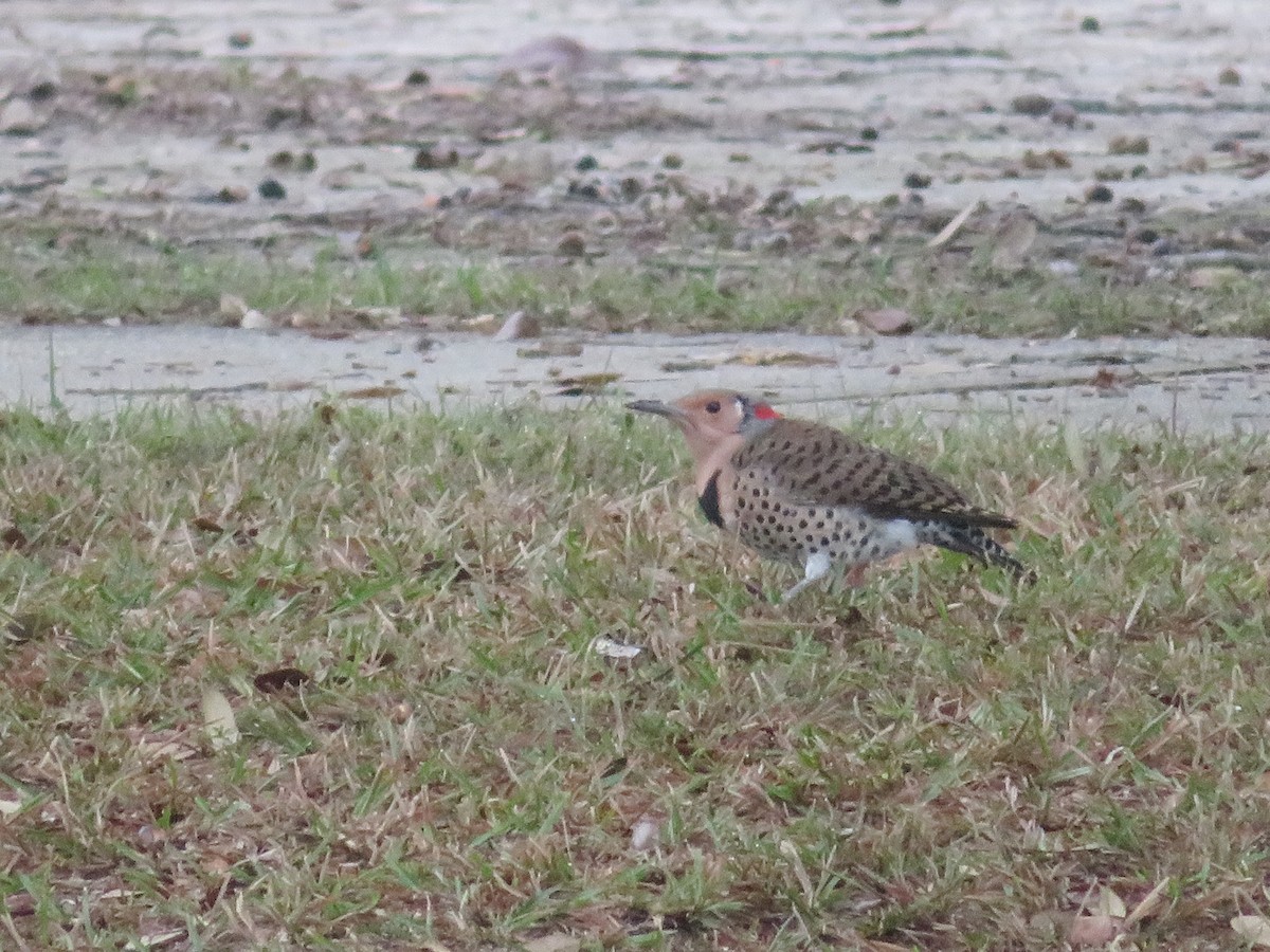 Northern Flicker - WARREN MENDENHALL