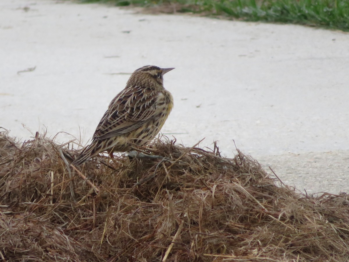 Eastern Meadowlark - WARREN MENDENHALL