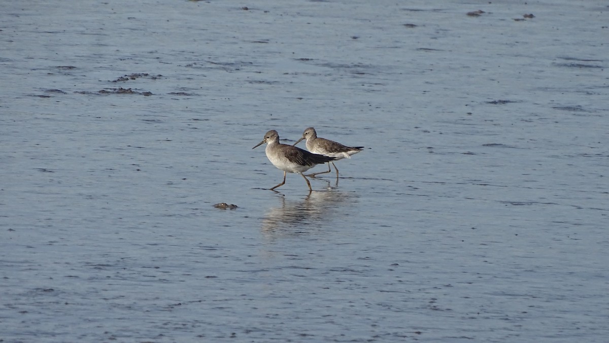 Stilt Sandpiper - Javier Ubiría