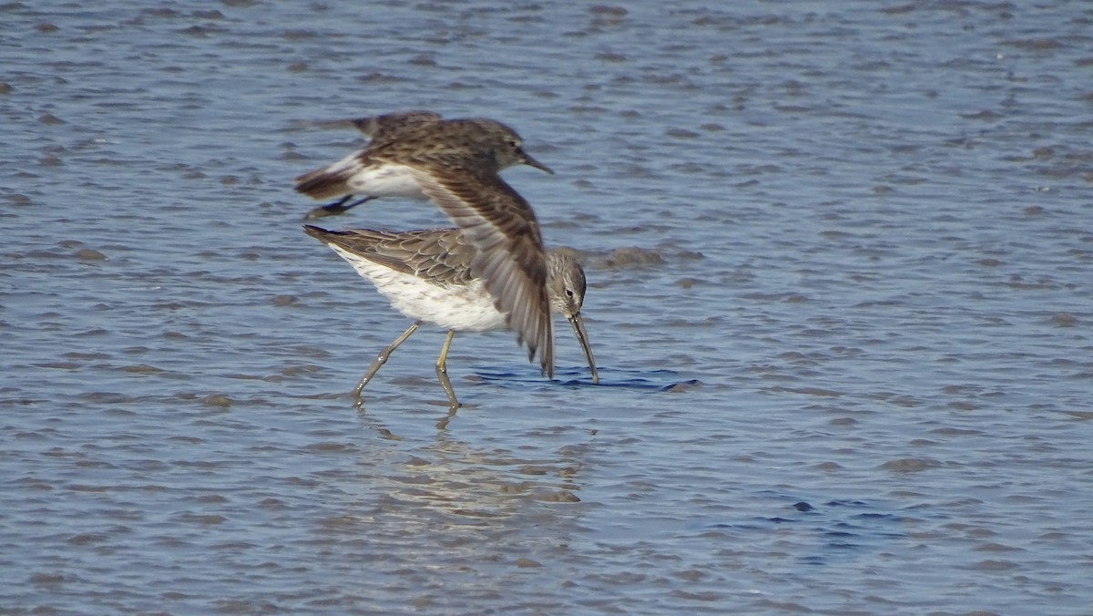 White-rumped Sandpiper - Javier Ubiría