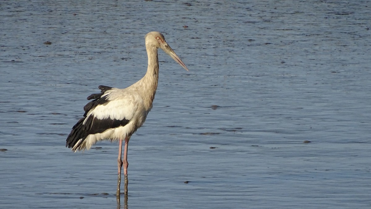 Maguari Stork - Javier Ubiría