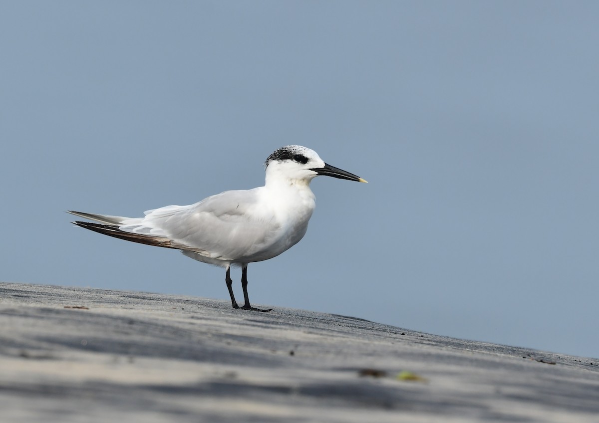Sandwich Tern - ML611303955