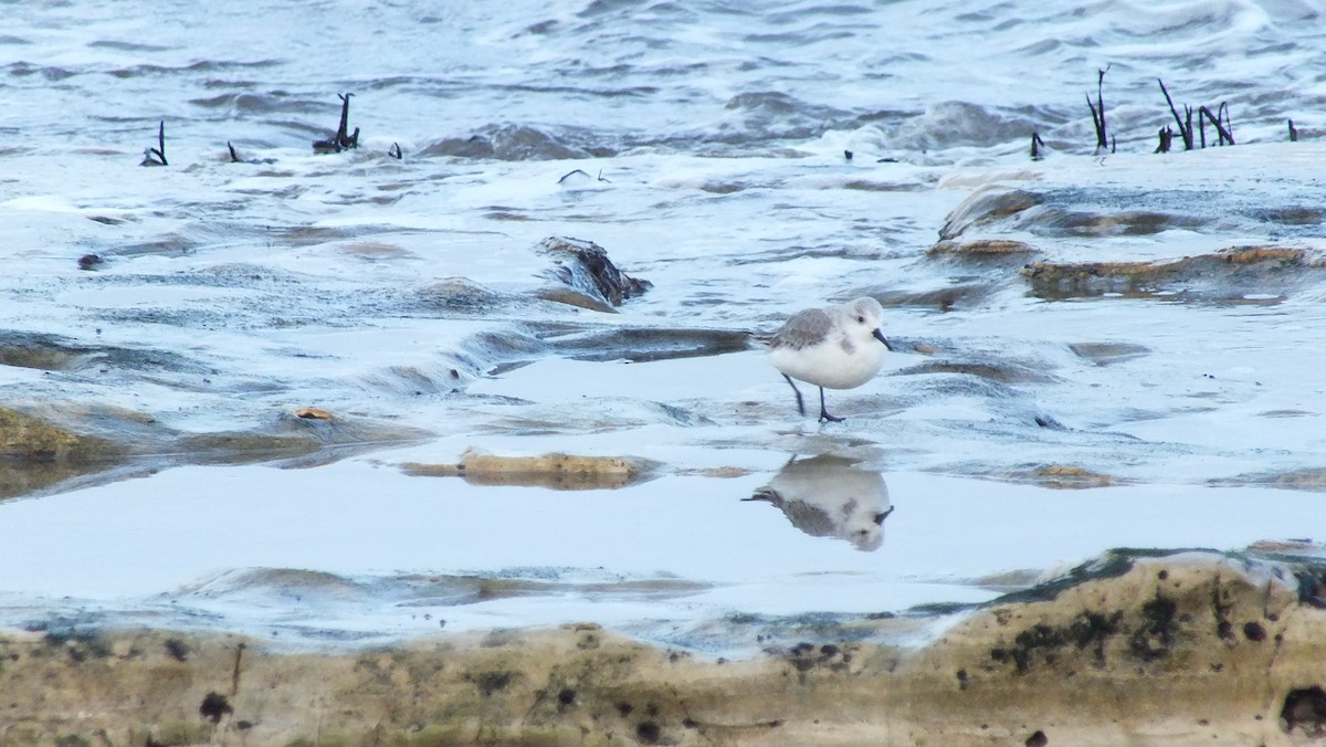 Bécasseau sanderling - ML611303976