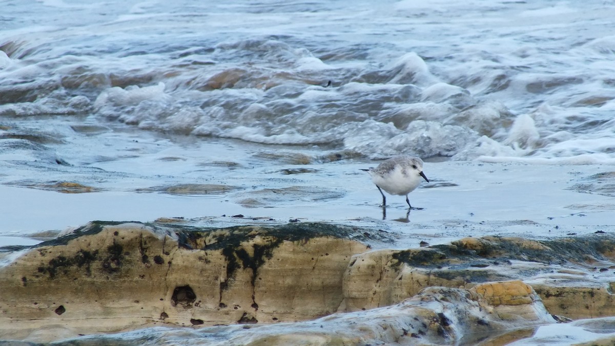 Bécasseau sanderling - ML611303977