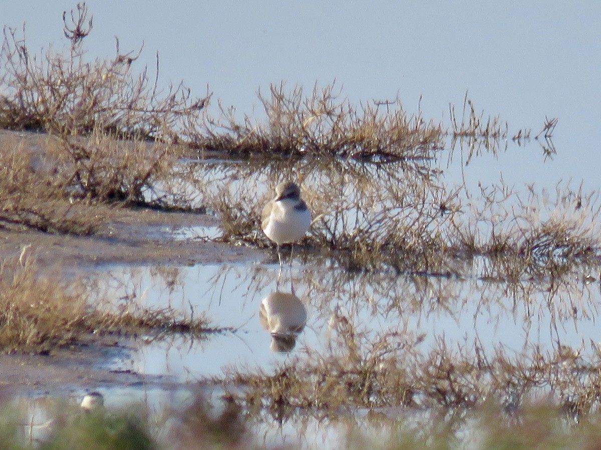 Kentish Plover - ML611304021