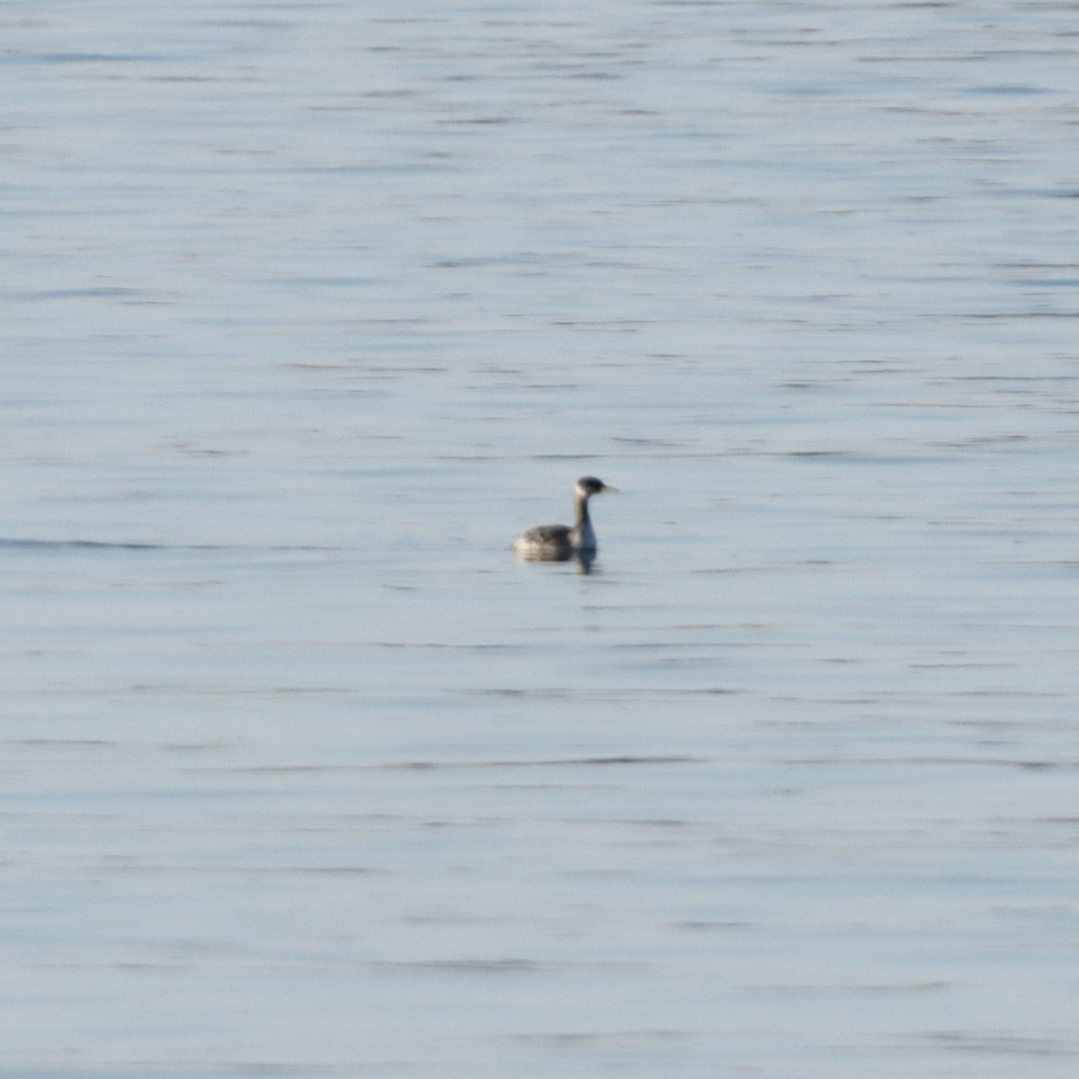 Red-necked Grebe - MacKenzie McKnight