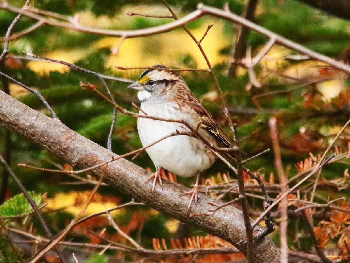 White-throated Sparrow - ML611304103