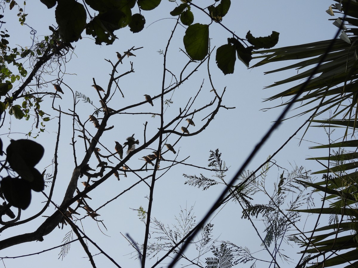 Chestnut-tailed/Malabar Starling - ML611304138