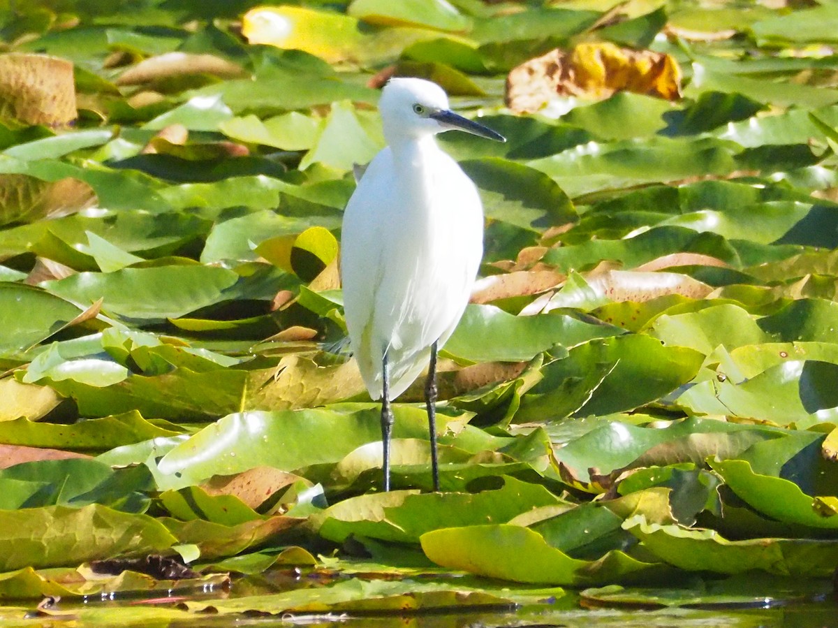 Little Egret - ML611304152