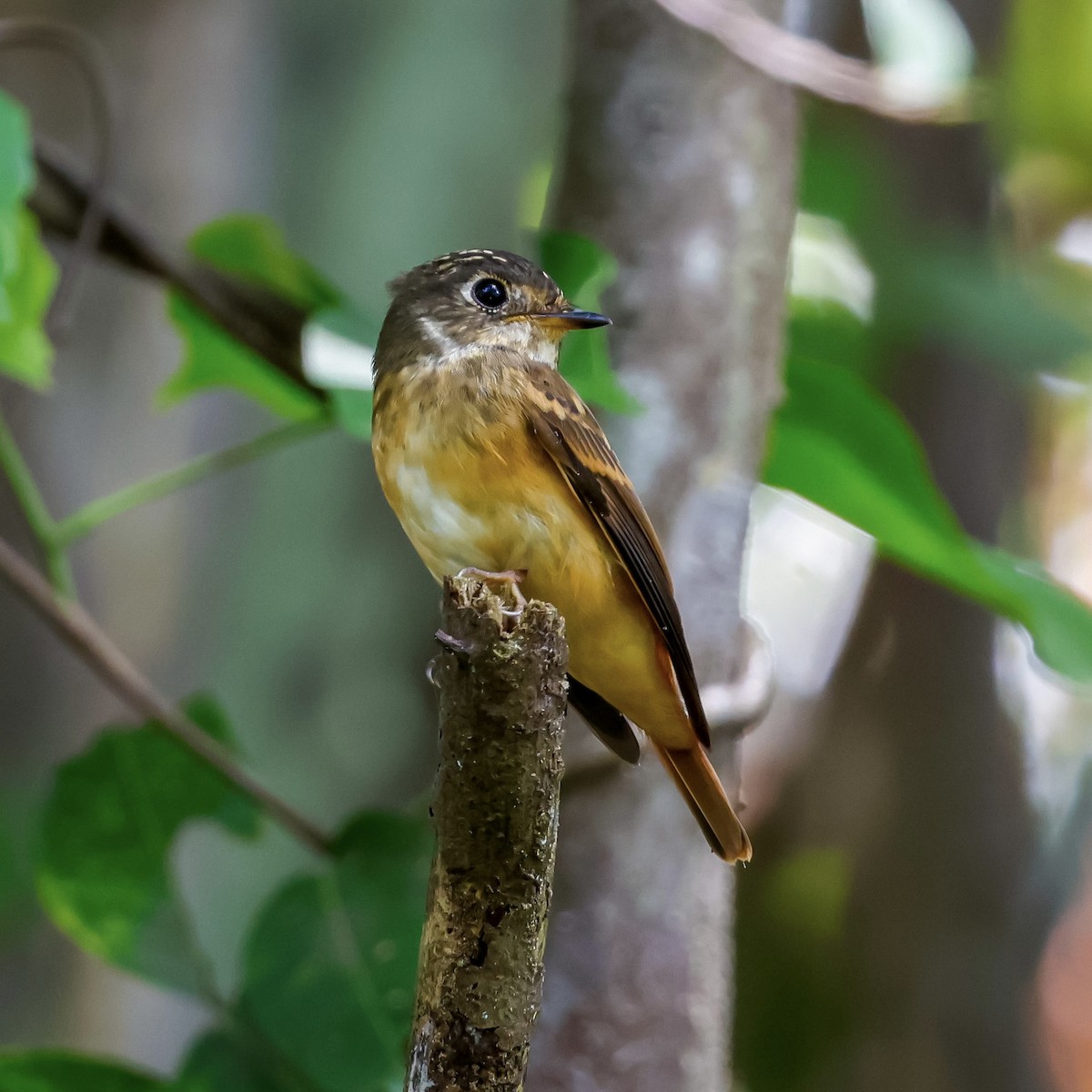 Ferruginous Flycatcher - iof pie