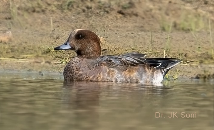 Eurasian Wigeon - Dr. Jitendra Kumar Soni