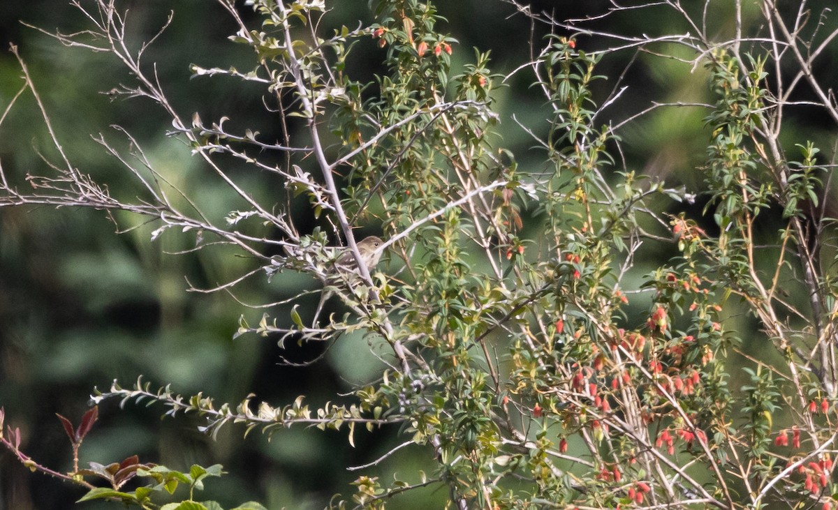 White-crested Elaenia (White-crested) - ML611304272