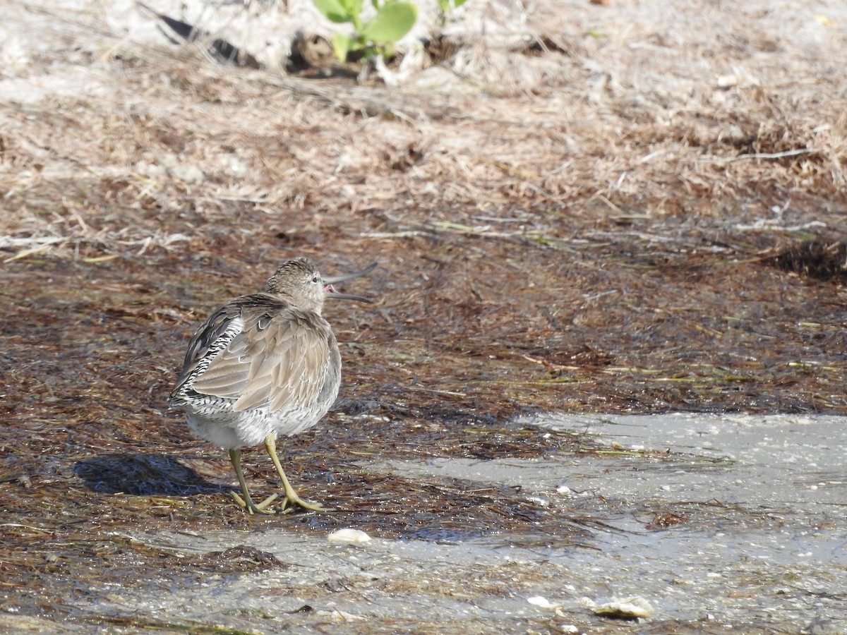 kortnebbekkasinsnipe - ML611304284