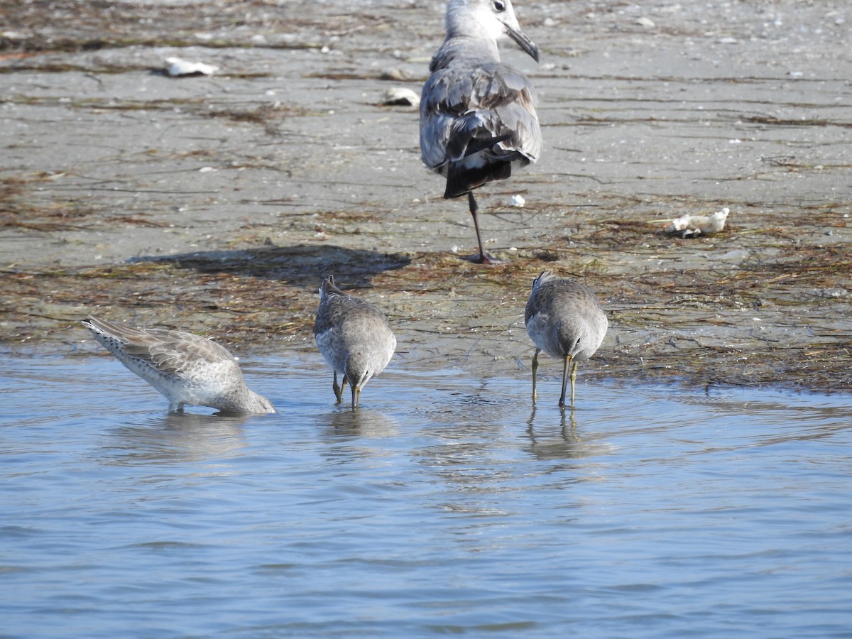 kortnebbekkasinsnipe - ML611304323