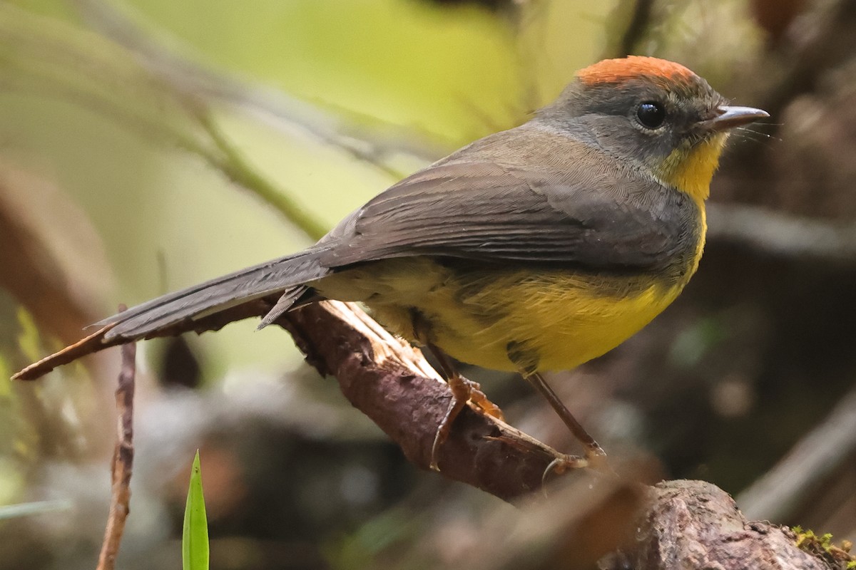 Tepui Redstart - Fabio Olmos