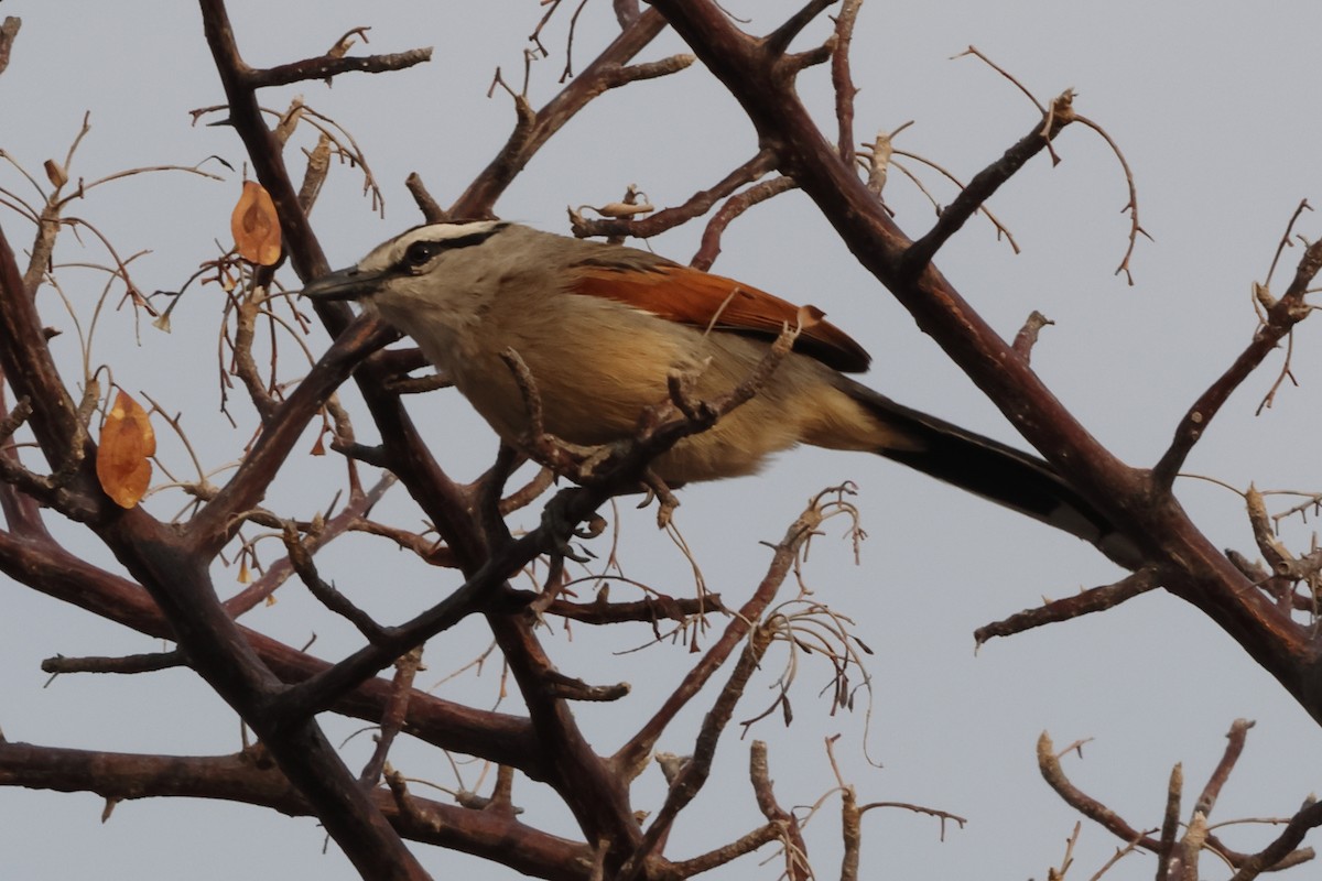 Brown-crowned Tchagra - ML611304467