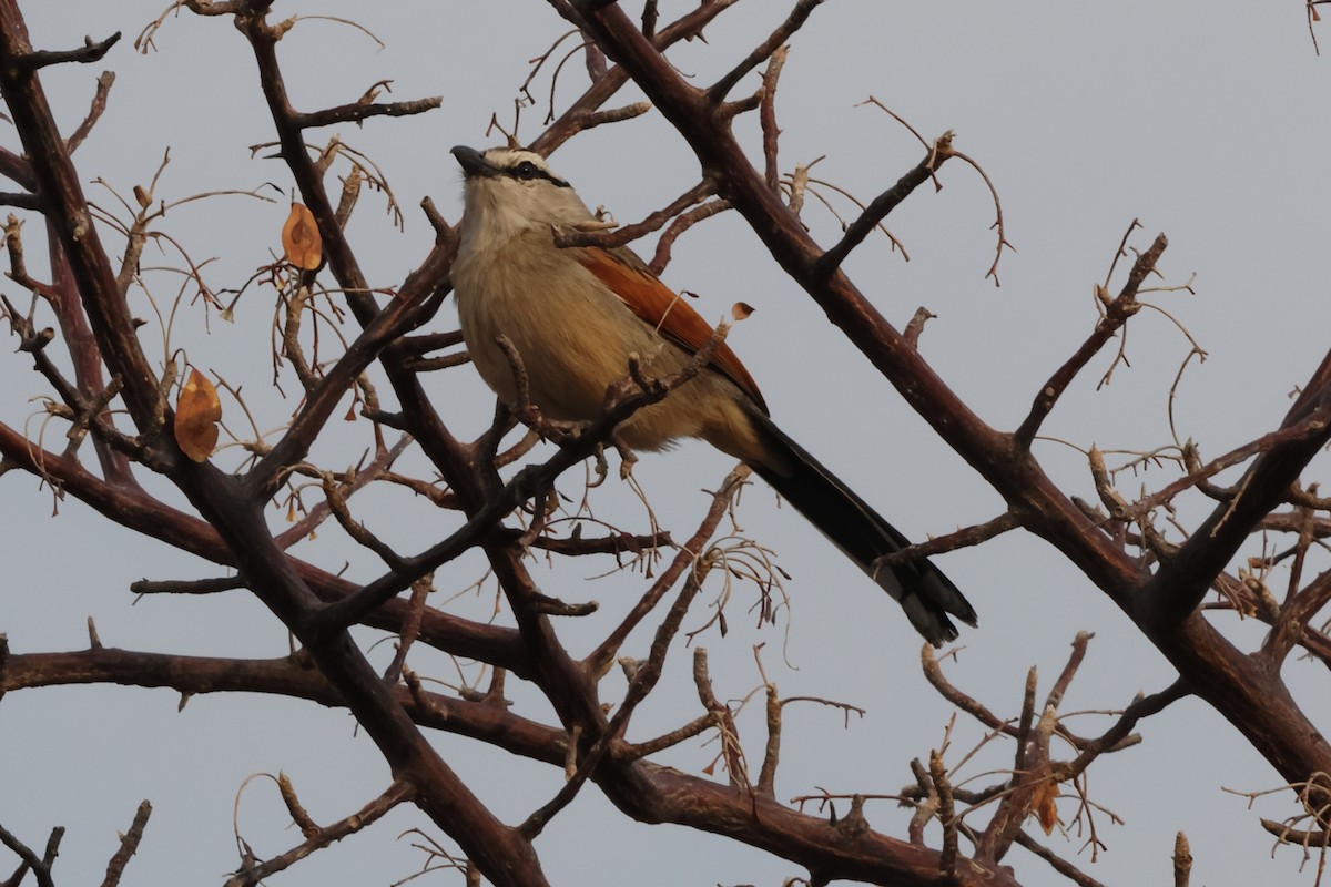 Brown-crowned Tchagra - ML611304468