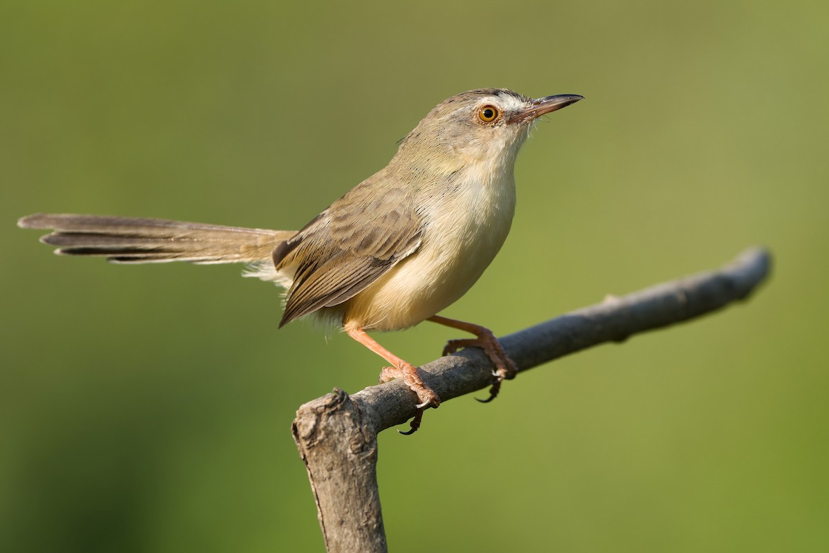 Prinia Sencilla - ML611304470