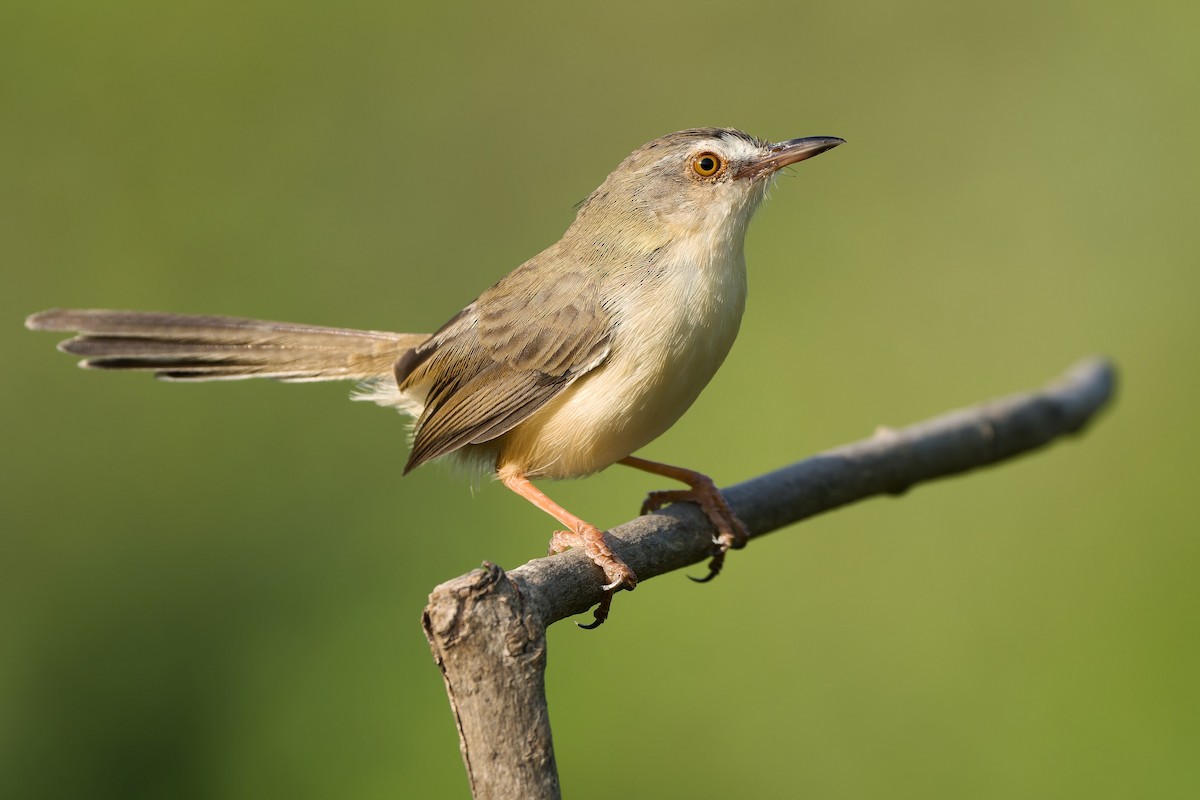 Plain Prinia - ML611304470