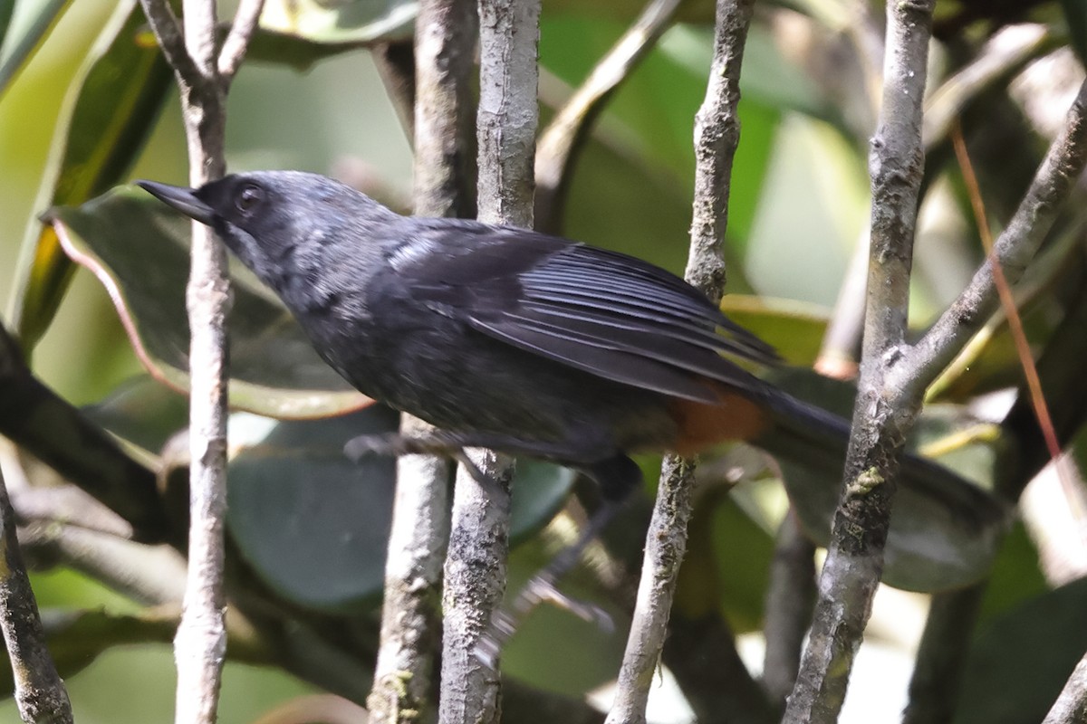 Greater Flowerpiercer - ML611304491