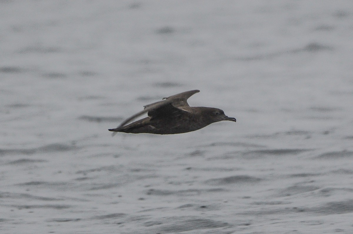 Sooty Shearwater - ML611304622