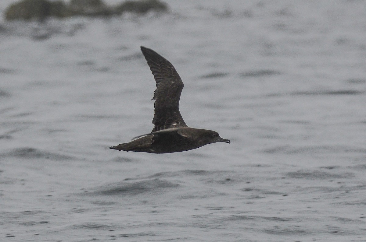 Sooty Shearwater - ML611304624