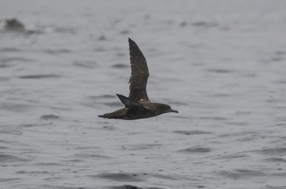 Sooty Shearwater - ML611304625