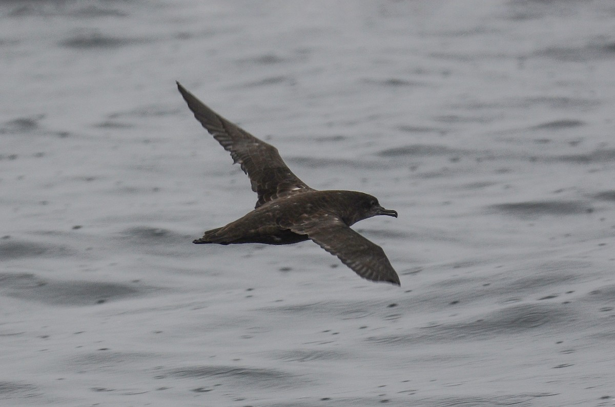 Sooty Shearwater - ML611304626