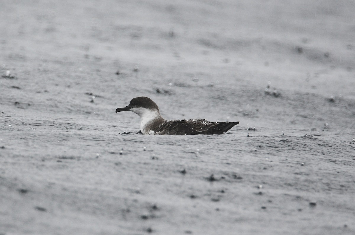 Great Shearwater - ML611304634