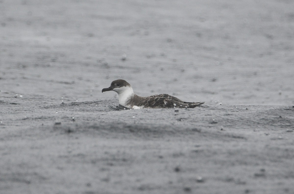 Great Shearwater - ML611304635