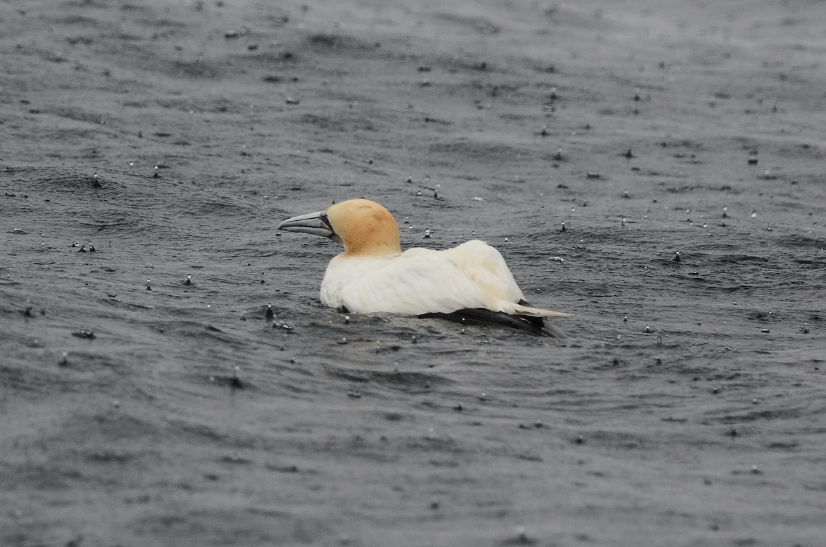 Northern Gannet - ML611304642