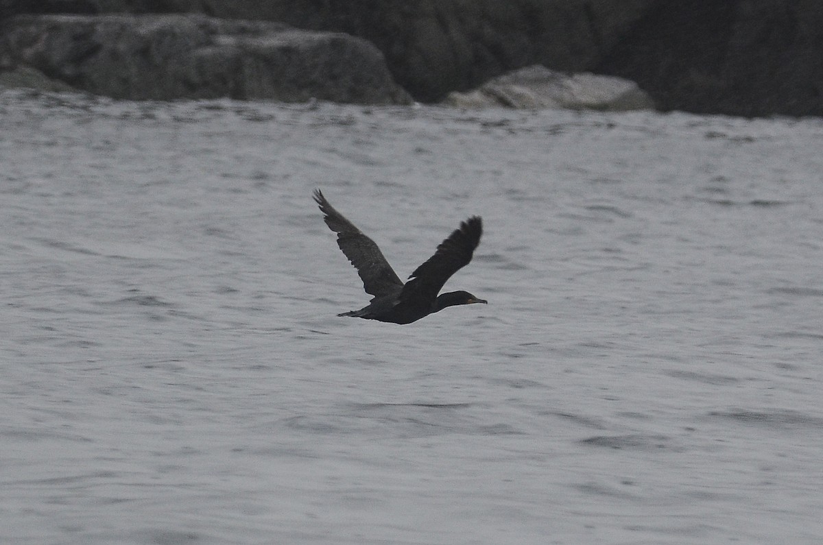 Double-crested Cormorant - ML611304644