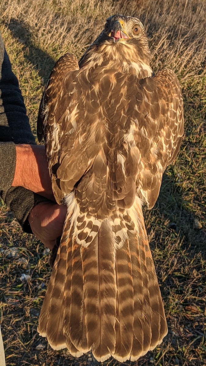 Red-shouldered Hawk - ML611304651