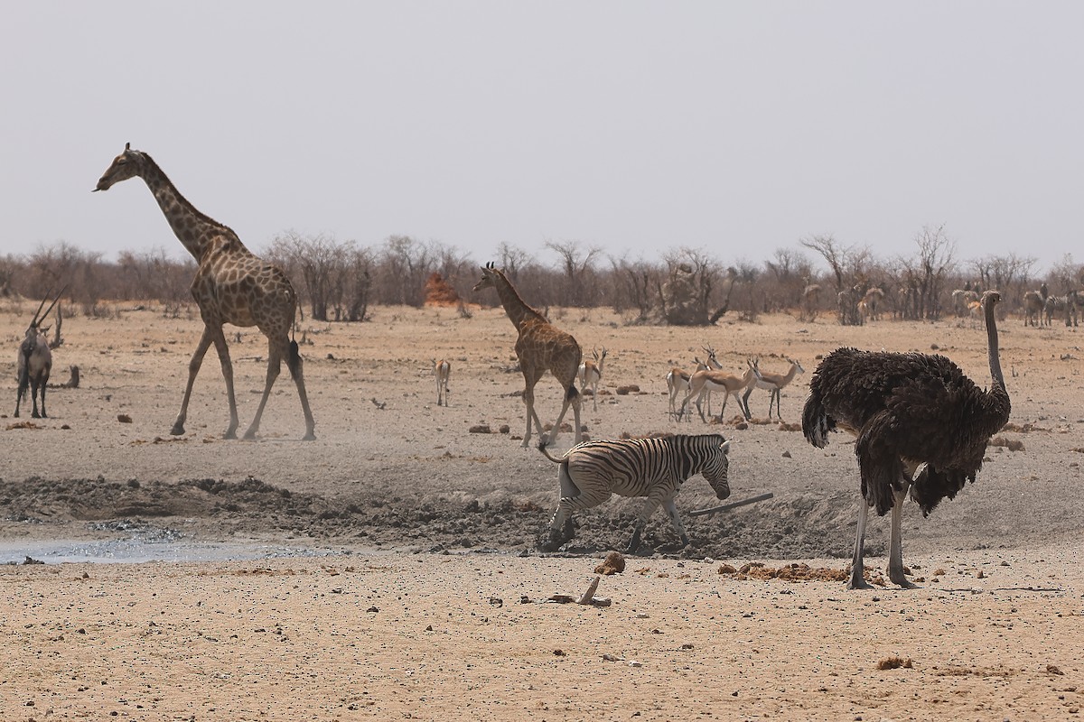 Common Ostrich - ML611304652