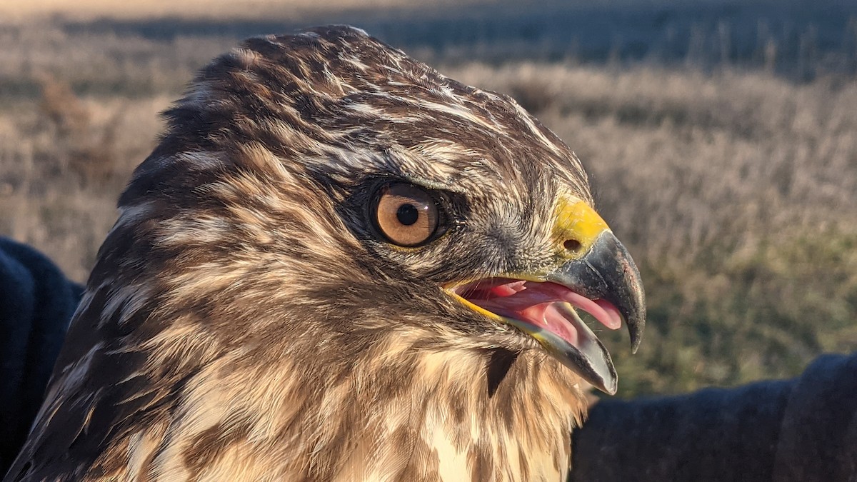 Red-shouldered Hawk - ML611304664