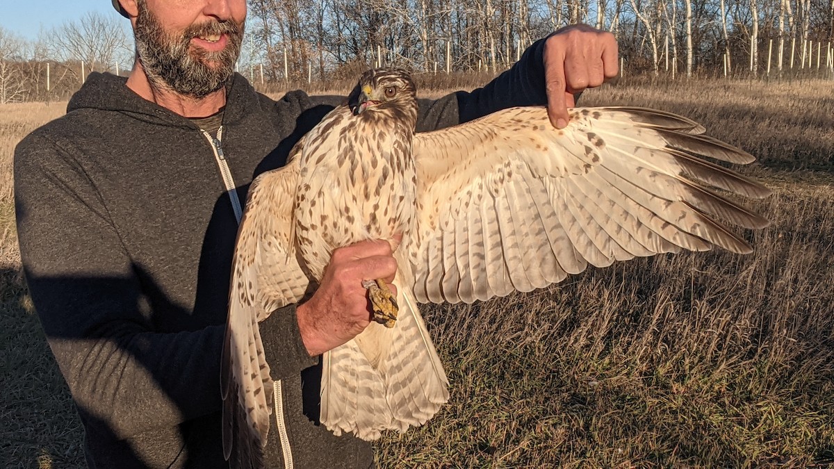 Red-shouldered Hawk - ML611304672