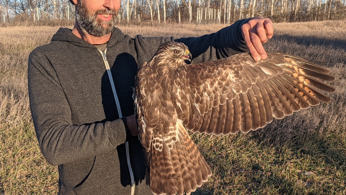 Red-shouldered Hawk - ML611304685