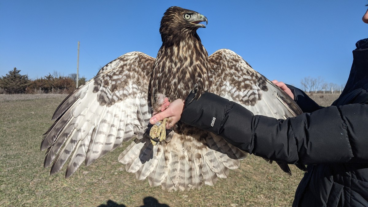 Red-tailed Hawk (Harlan's) - ML611304691