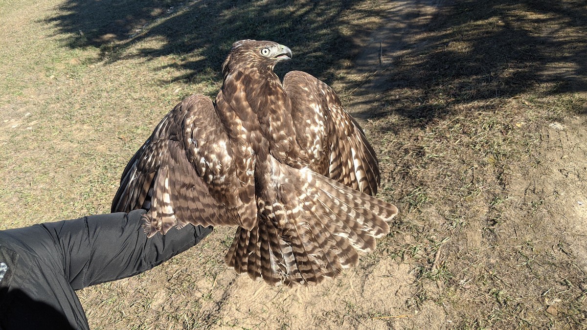 Red-tailed Hawk (Harlan's) - ML611304697