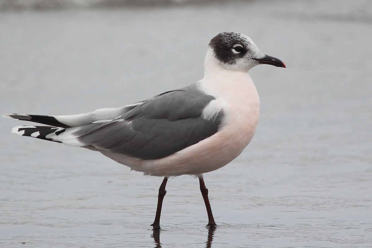 Franklin's Gull - Pablo Andrés Cáceres Contreras