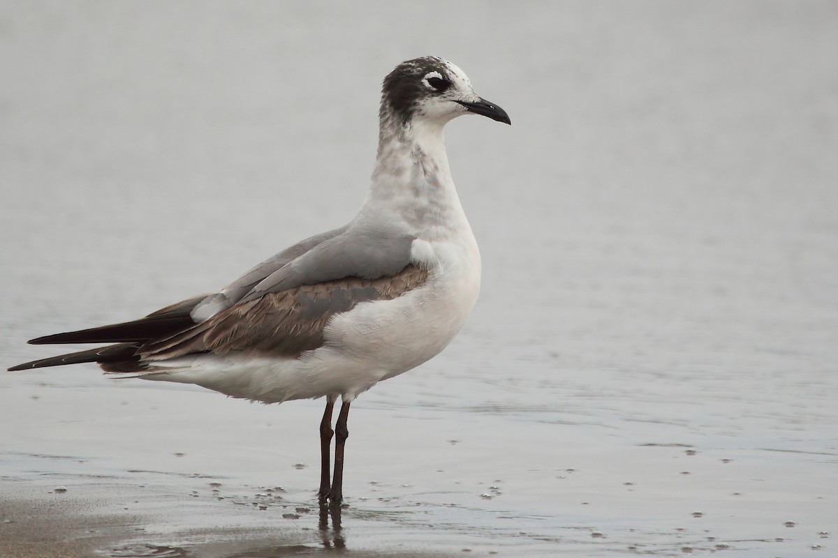 Franklin's Gull - ML611304709