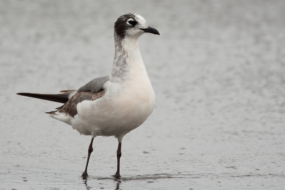 Franklin's Gull - ML611304711