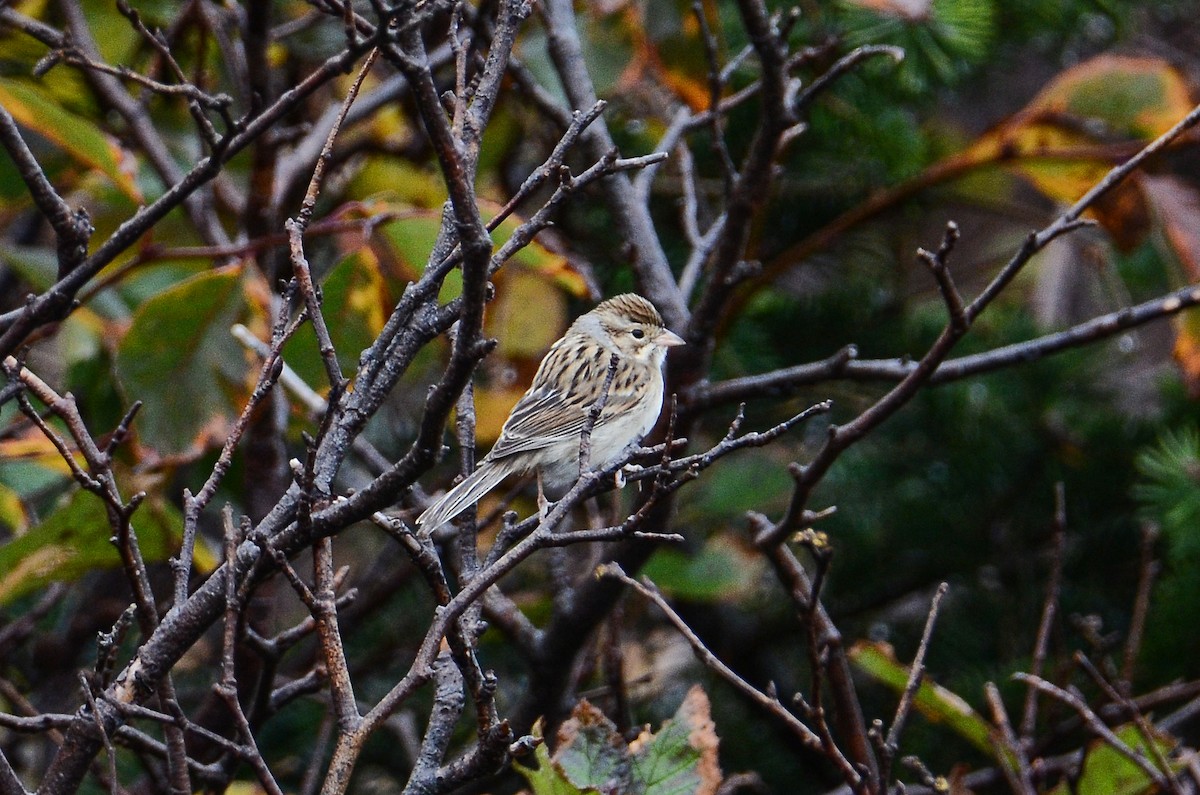 Clay-colored Sparrow - ML611304740