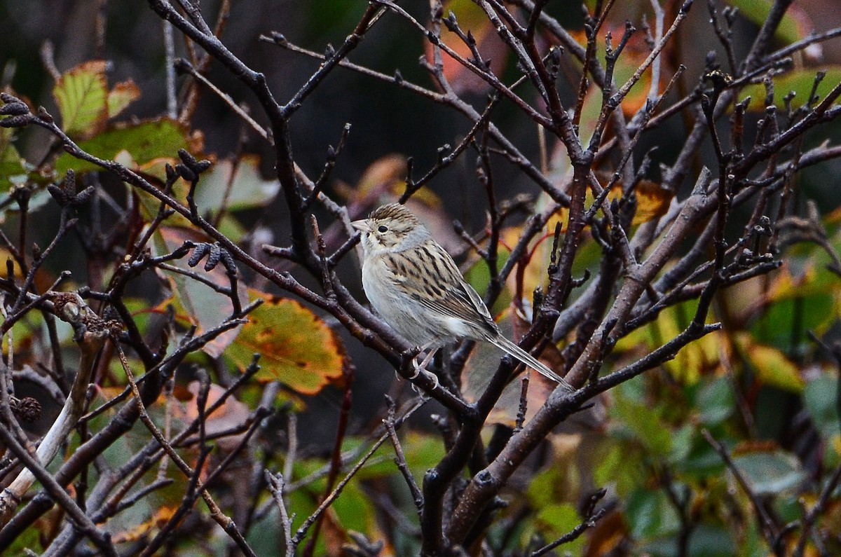 Clay-colored Sparrow - ML611304742
