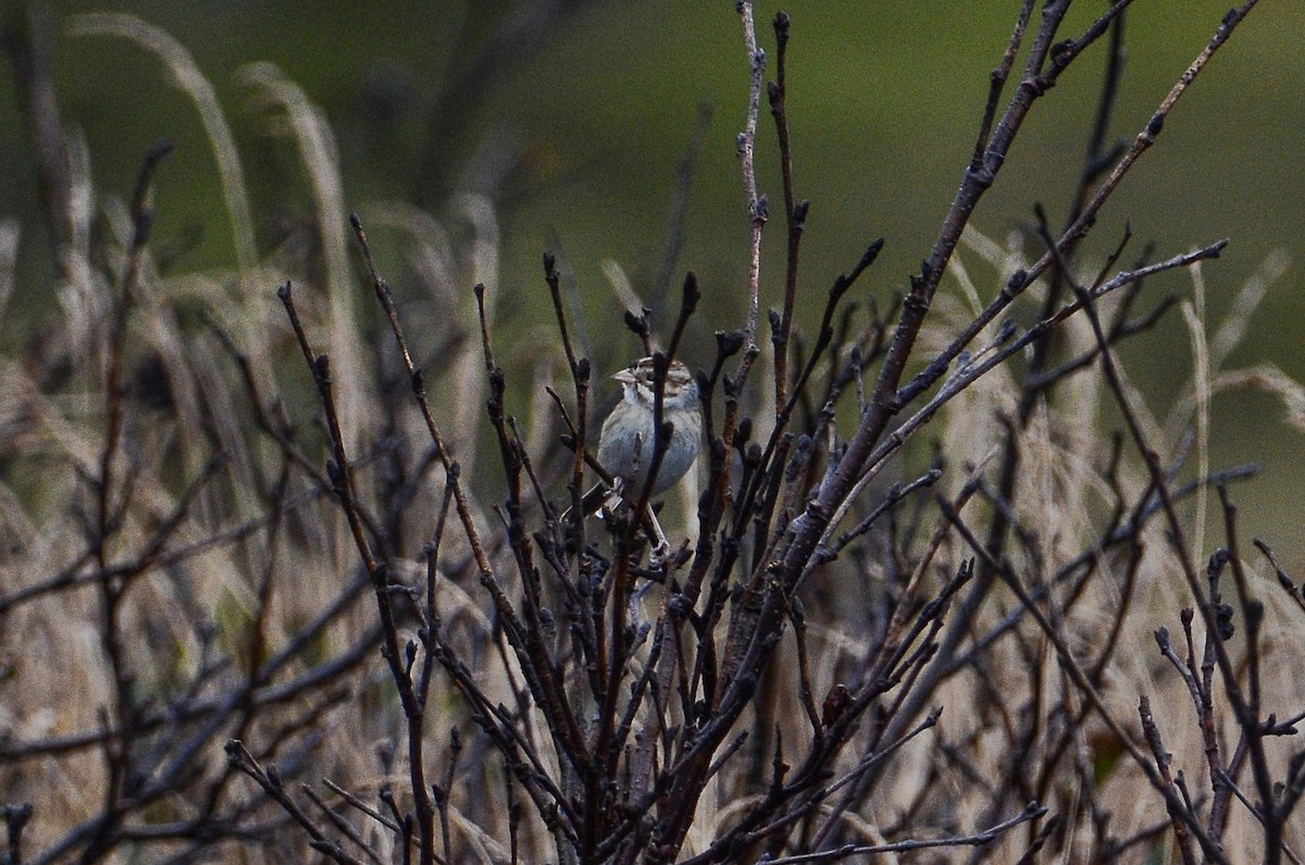 Clay-colored Sparrow - ML611304744