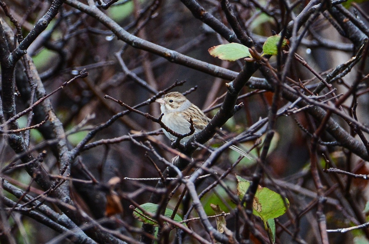 Clay-colored Sparrow - ML611304745