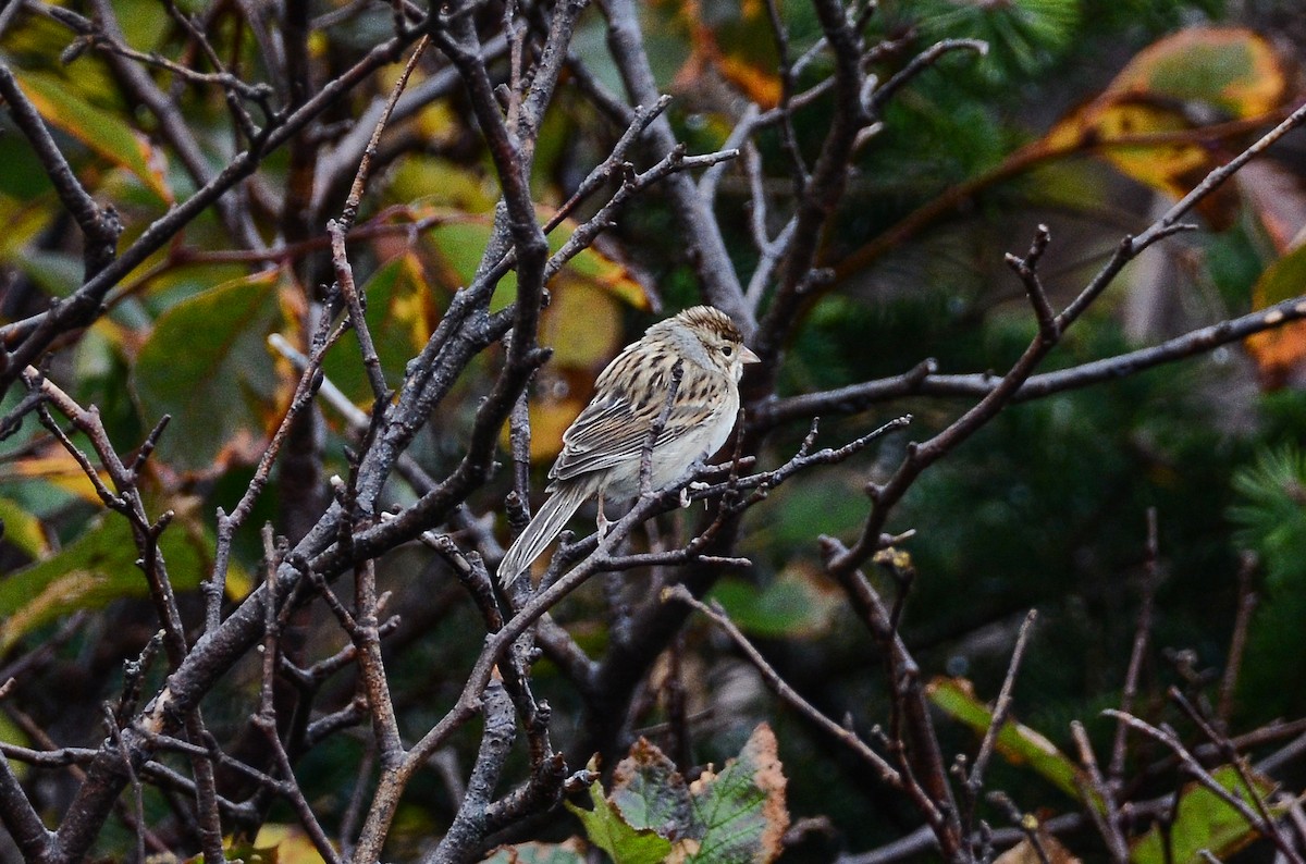 Clay-colored Sparrow - ML611304747